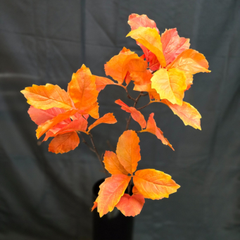 Autumn Leaves Stem