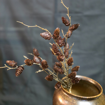 Brown Pinecone Stem