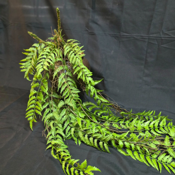 Hanging Fern Stem