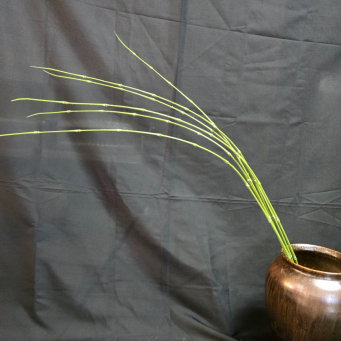 Long Grass Stem