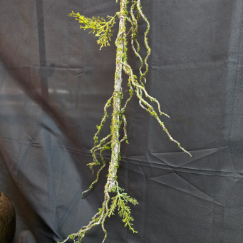 Moss Branch