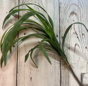 Spider Plant