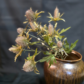 Thistle Stem