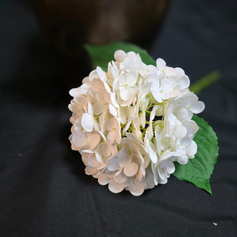 White Hydrangea